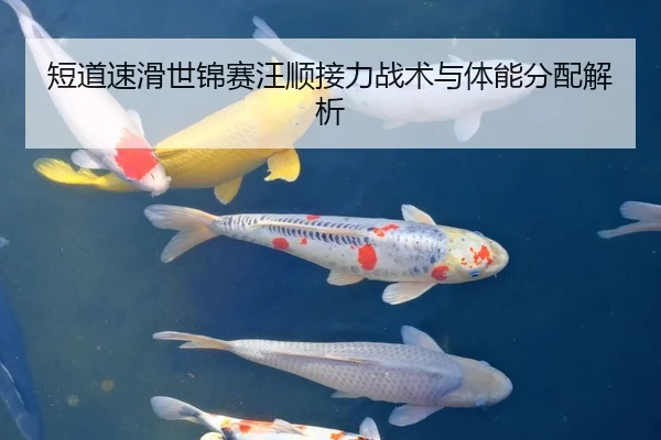 短道速滑世锦赛汪顺接力战术与体能分配解析
